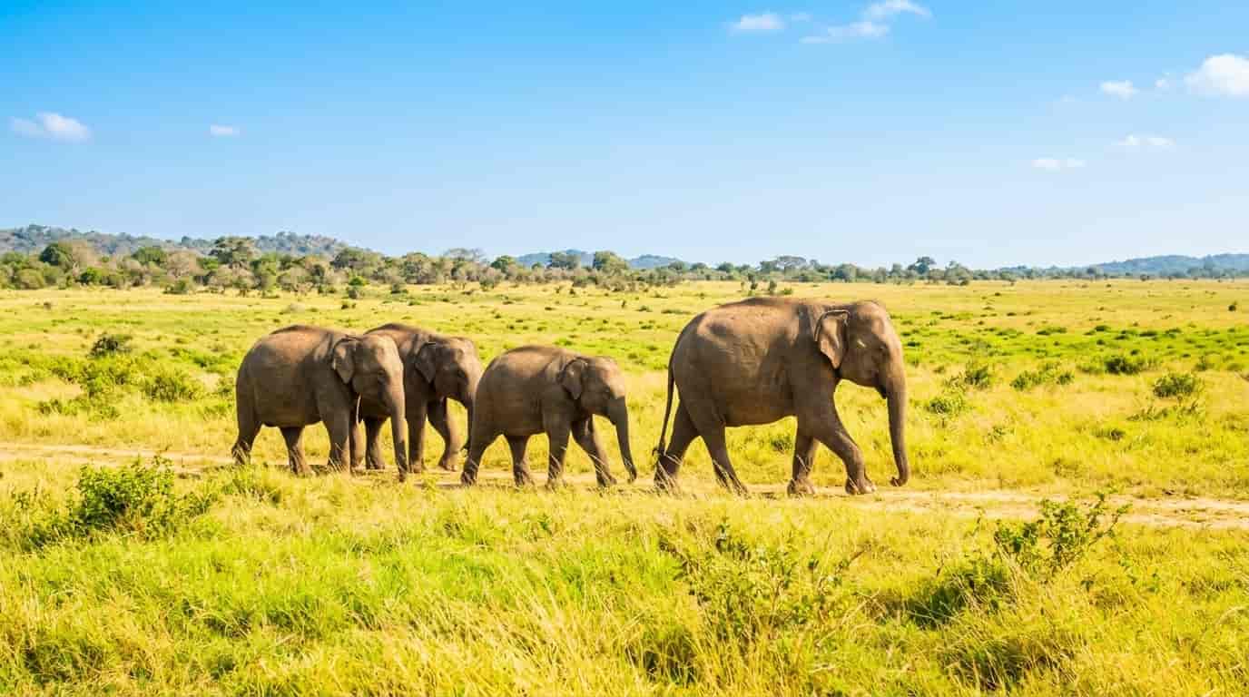 Wild Asian elephants in a Sri Lankan national park